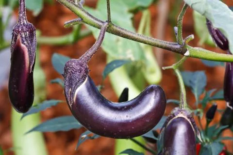 Violet eggplant Stock Photos