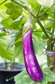 Violet eggplant Stock Photos
