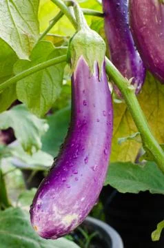 Violet eggplant Stock Photos
