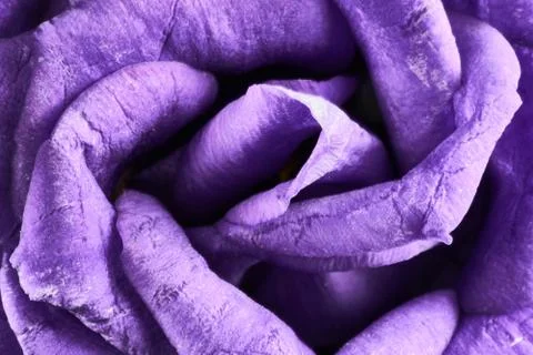 Violet eustoma flowers close up macro shot. Stock Photos