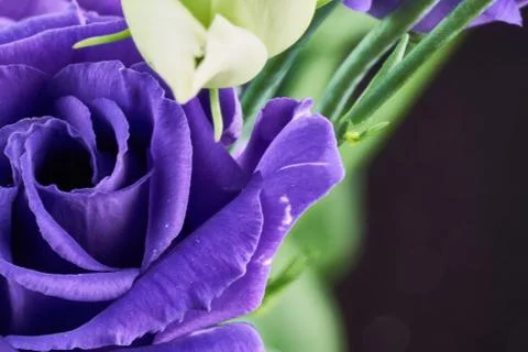 Violet eustoma flowers close up macro shot. Stock Photos