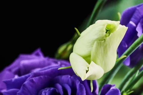 Violet eustoma flowers close up macro shot. Stock Photos
