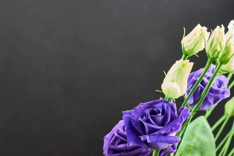 Violet eustoma flowers close up macro shot. Stock Photos