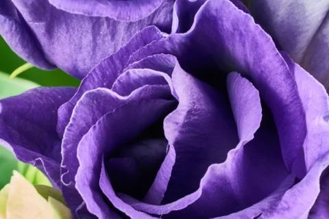 Violet eustoma flowers close up macro shot. Stock Photos