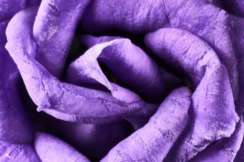 Violet eustoma flowers close up macro shot. Stock Photos