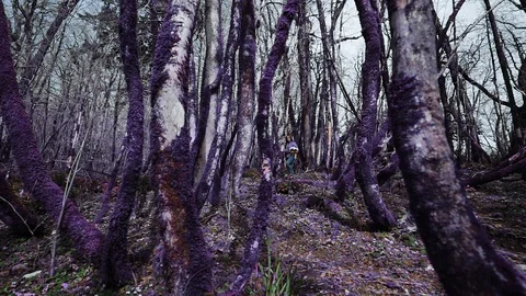 Violet fairytale forest. Beautiful athletic girl walks through the unreal purple 스톡 동영상 113942053