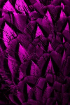Violet feathers with an interesting pattern. background Stock Photos