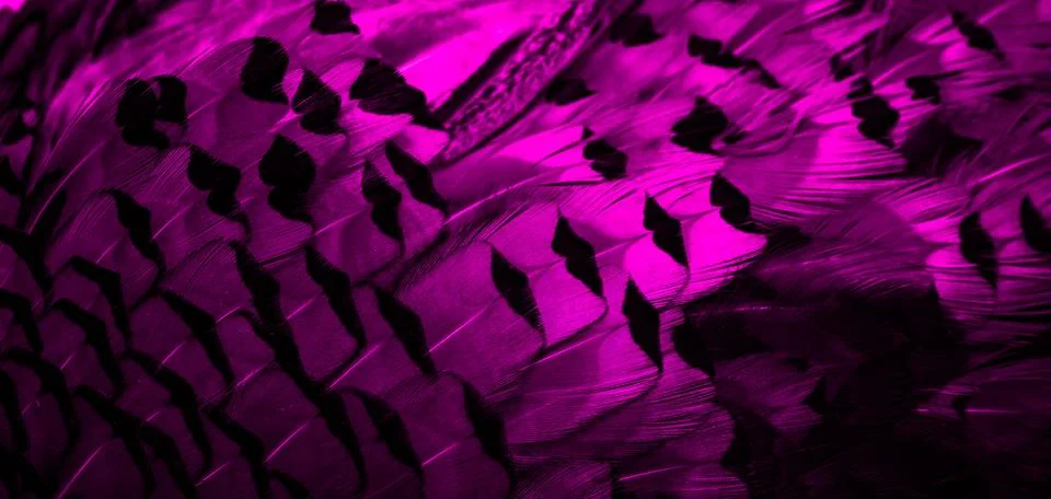 Violet feathers with an interesting pattern. background Stock Photos