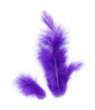 Violet feathers Stock Photos