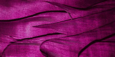 Violet feathers with visible texture Stock Photos