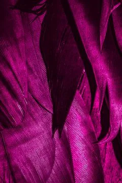 Violet feathers with visible texture Stock Photos