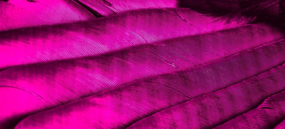 Violet feathers with visible texture Stock Photos