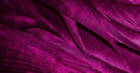 Violet feathers with visible texture Stock Photos