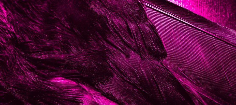 Violet feathers with visible texture Stock Photos