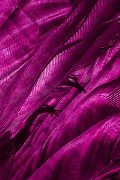 Violet feathers with visible texture Stock Photos