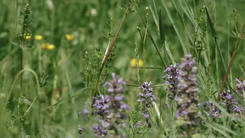 Violet field flowers 스톡 동영상 194383314