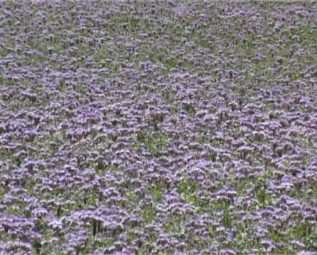 Violet field Stock Footage 312792