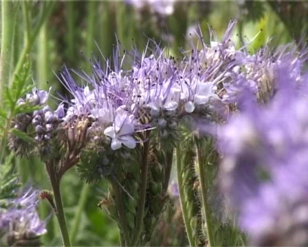 Violet field Stock Footage 312796
