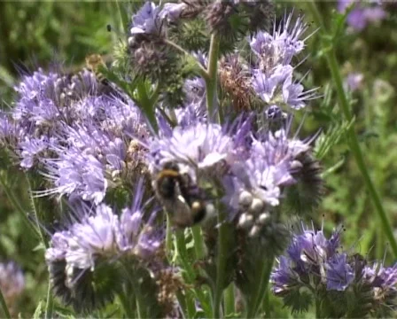 Violet field Stock Footage 314618