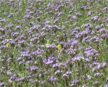 Violet field Stock Footage 321558