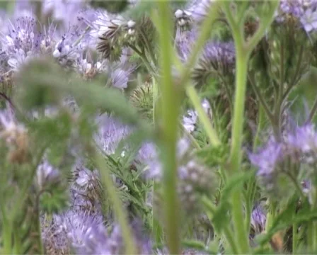 Violet field Stock Footage 321730