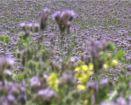 Violet field Stock Footage 327217