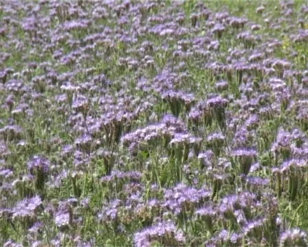 Violet field Stock Footage 327220
