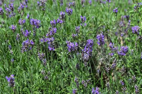 Violet fields of cultivated lavender. Stock Photos
