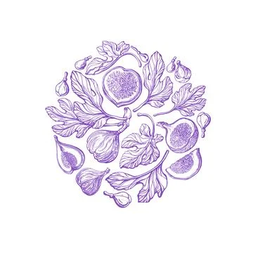 Violet figs in circle Vector engraving Fresh fruit Stock Illustration