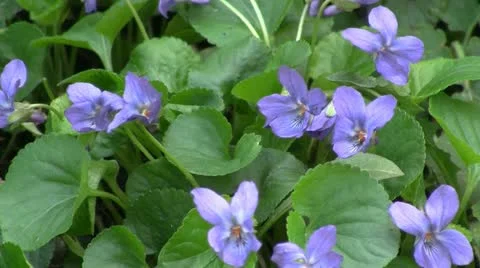 Violet fiowers Video stock 10891873