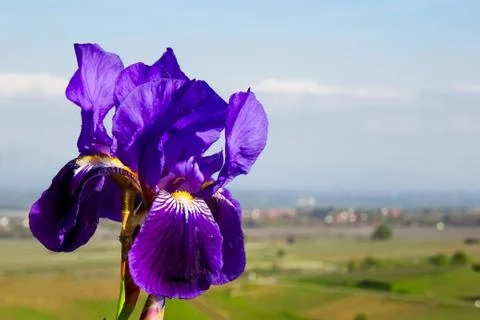 Violet fleur-de-lis close up view on the sun Stock Photos