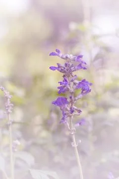 Violet floral background Stock Photos