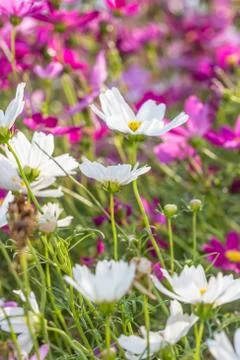 Violet floral background Stock Photos