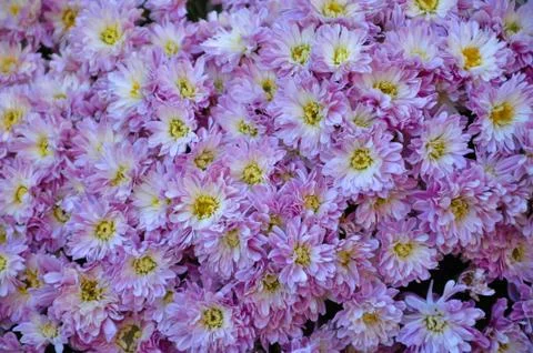 Violet florist's mum Stock Photos