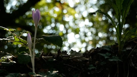 Violet flover in the forest. Video stock 99551991