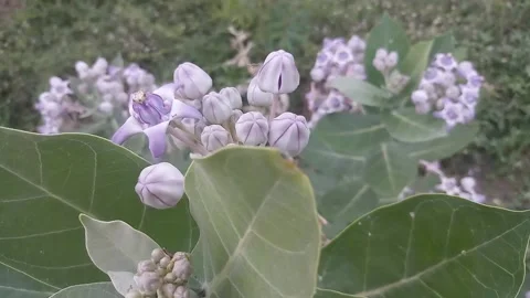 Violet flower in air movement Stock Footage 130864774