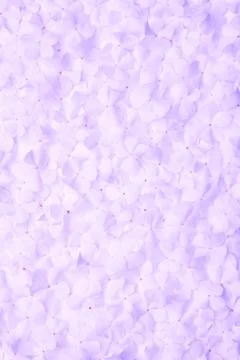 Violet flower background Stock Photos