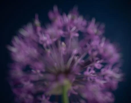 The violet flower background Stock Photos