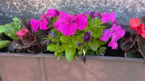 Violet Flower Beauty Stock Footage 292329246