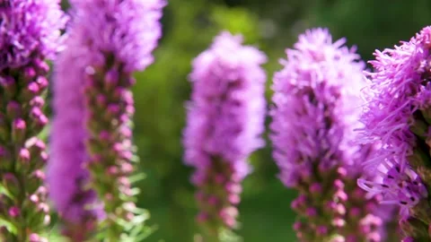 Violet flower with a bee in the field.HD 動画素材 153486167