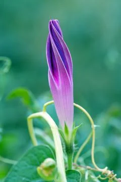 Violet flower of a bindweed Foto stock