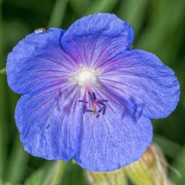 Violet flower with blurred background Stock Photos