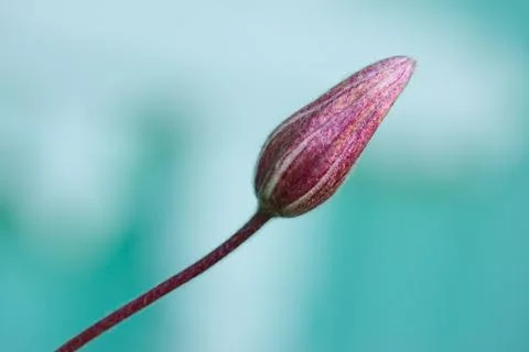 Violet flower bud Foto stock