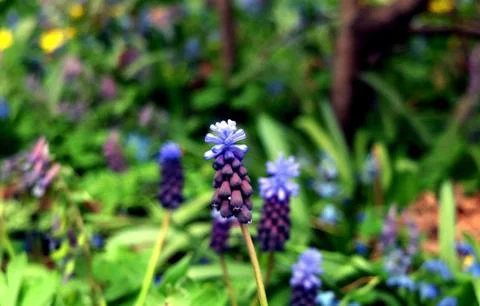 Violet flower bud, side view Stock Photos