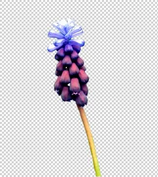 Violet flower bud, side view, close up, isolated Stock Photos