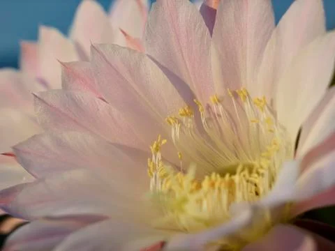 Violet flower of cactus Stock Photos