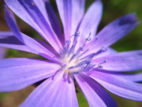 Violet flower close-up. Blurred macro photo of blooming flower petals. Stock Photos