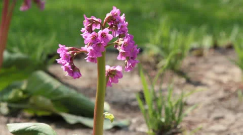 Violet flower close Stock Footage 25090610