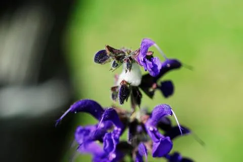 Violet flower close up Foto stock