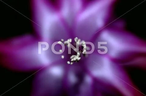 Violet flower close up Stock Photos